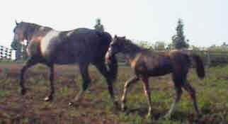 Mare & Foal at Grider Farm