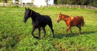 Mares at Grider Farm